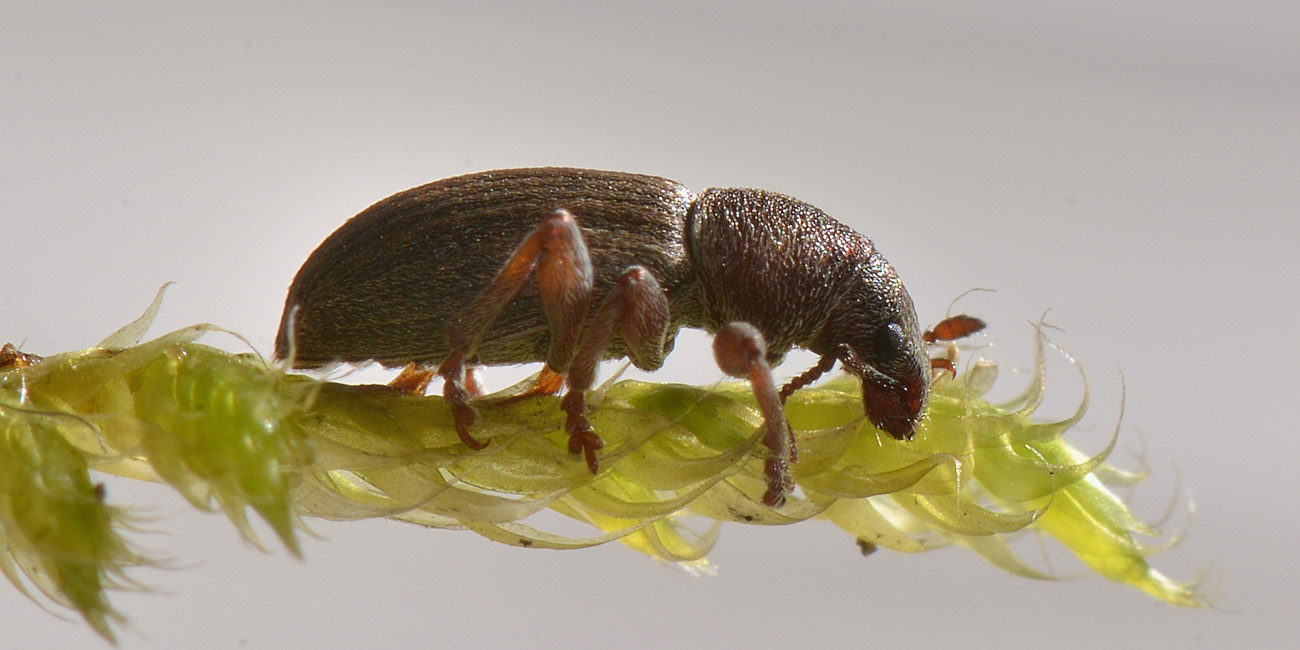 Curculionidae: Polydrusus marginatus?  S !